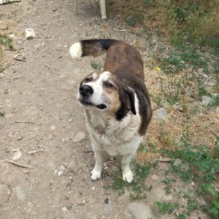 Tripos-ein kleines Notfell