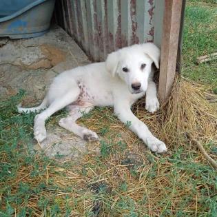 Lupo - aufgeschlossen und am Menschen orientiert