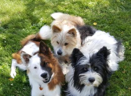 Geschenk unter 20 Euro - Passt ein Hund in unseren Alltag? 