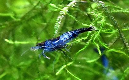 Carbon Rili Blue, Zwerggarnele, reinerbig (Versand/ Abholung)