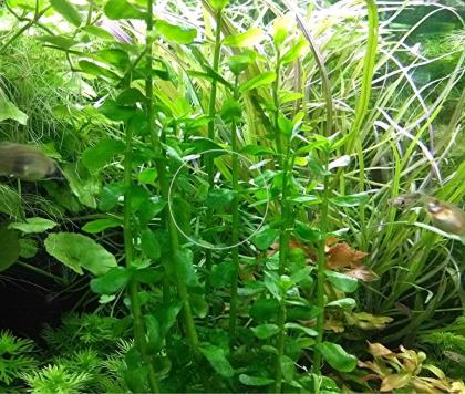 Fettblatt, Aquariumpflanzen, Versand