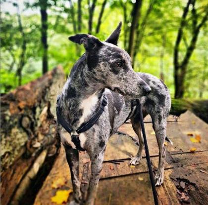 Traumhaft schoene & sanfte Welpen/ Familienhunde Koolie x Whippet