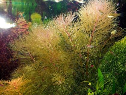 Austr. Sumpffreund (Browns), Bündel, Aquariumpflanzen (Versand/ Abholung)