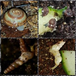 Verschiedene Schnecken *keine Achatschnecken*