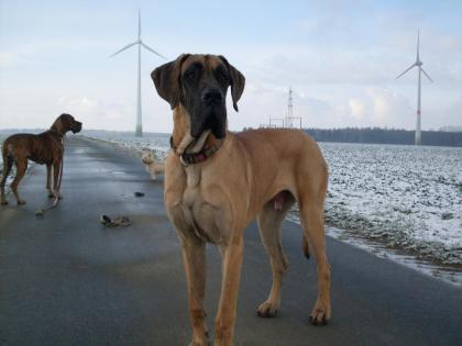 Deutscher Doggenrüde kastriert in Gelb