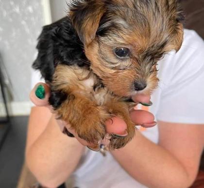 MINI Yorkshire Terrier Steel Blue Welpen