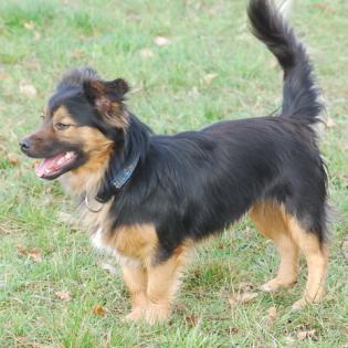 Mischlingshund**Alfi** sucht ein Zuhause