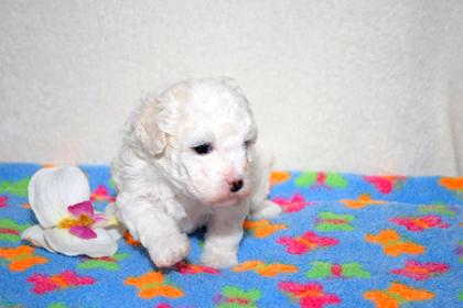 Bologneserbabys von Liebertwolkwitz