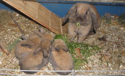 Wir suchen Möhren und Löwenkaninchen-Liebhaber!