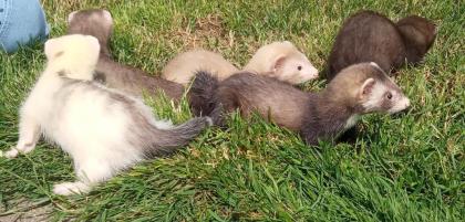 Bildhübsche junge Frettchen abzugeben