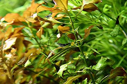 Rotgrüne Ludwigie, Bündel, Aquarienpflanzen (Versand/ Abholung)