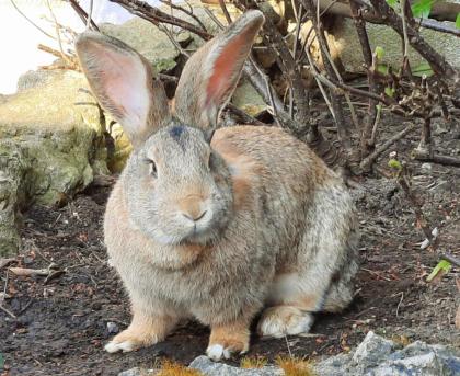 FRIEDA und LOTTE - Deutscher Riese - 1 Jahr bzw. 6 Monate - Tierhilfe-Franken e.