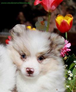 Kleinspitzwelpen merle, 06331258619