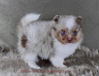 Teacup Pomeranianwelpen braun, 