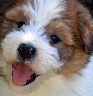 Familienhund Elo® - Welpen von Werths Echte in Franken