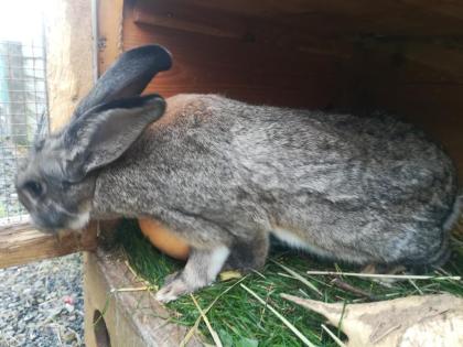 Deutsche Riesen haesin