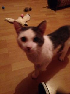 Rocky, Kater, 2 Jahre jung, lieb, ruhig, zutraulich, kastriert