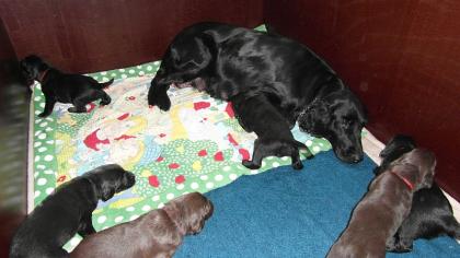 Familienbezogene Flat coated Retriever Welpen in braun und schwarz