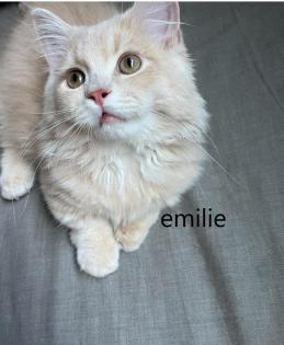 Munchkin-kittens groeien op in een liefdevol gezin