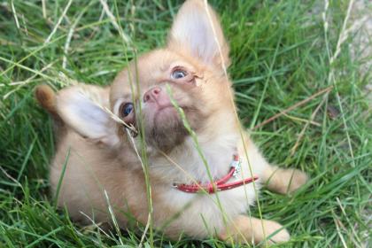 Hochtypvoller Chihuahua DECKRÜDE !!!KEIN VERKAUF!!! 1,6 kg 