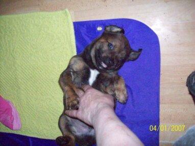 Vier süsse Mischlingswelpen in der 2.Novemberwoche abzugeben