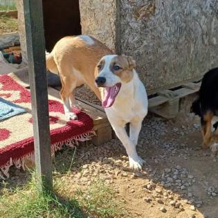 Ava - Jungspund der gern flitzt