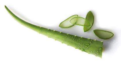 AloeVera-Für die Gesundheit, Innen und Außen
