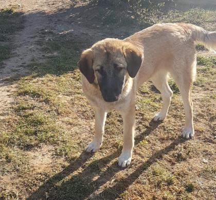 Baolou ein ruhiger Zeitgenosse