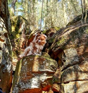 Großspitzwelpen lilamerle
