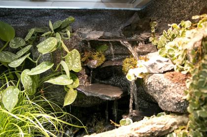 Aqua-Terrarium / Paludarium z.B: für Krokodilschwanzechsen
