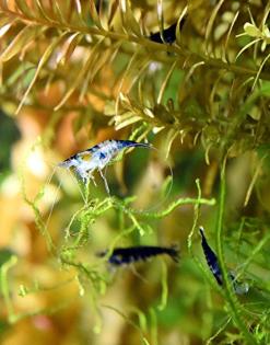 Carbon Rili Blue, Zwerggarnele, reinerbig (Versand/ Abholung)