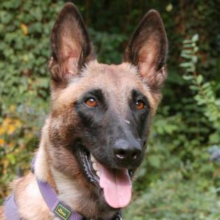 JARINA - Malinois - 1 Jahr 4 Monate - Tierhilfe-Franken e.V.