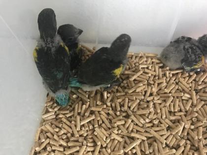 Blaustirnamazonenbabys , meyers