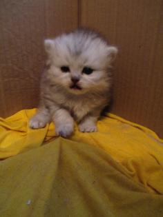Perserkatzenbabys ab 14. Dezember 2021 abzugeben , 2 Kater silver - shaded , 1 K
