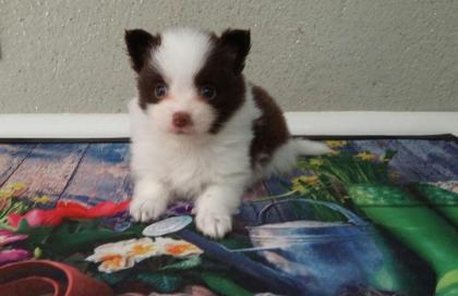 Pomeranianhündinwelpe braungescheckt