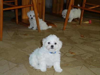 Bologneser mit Stammbaum