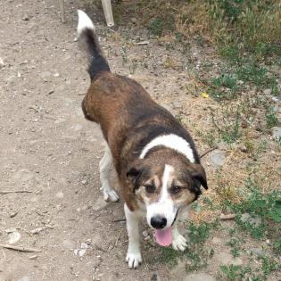 Tripos-ein kleines Notfell