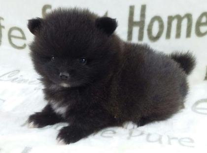 Pomerainanhündinwelpe black with white markings