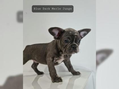 Sehr sportliche und gesunde Französische Bulldoggen Welpen