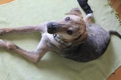 GESUCHT - Wer hat AIDEN gesehen? Wer kann Hinweise über seinen Verbleib geben? 