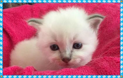 Birma Babys aus Köln