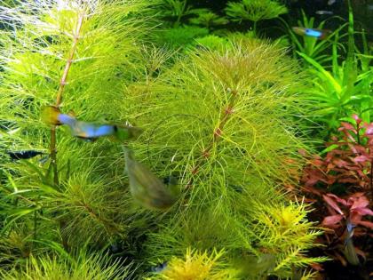 Austr. Sumpffreund (Browns), RARITÄT, Aquariumpflanzen (Versand/ Abholung)