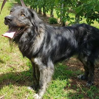 Sony - wird noch groß und nur für erfahrene Halter