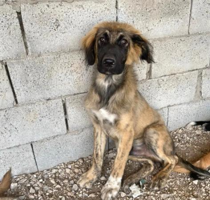 Barny sucht ein passendes Zuhause