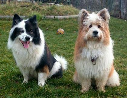 Familienhund Elo® - Welpen von Werths Echte in Franken