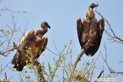 Rundreise, Südafrika, individuell, Schwerpunkt Vogelbeobachtung, Ausarbeitung ei