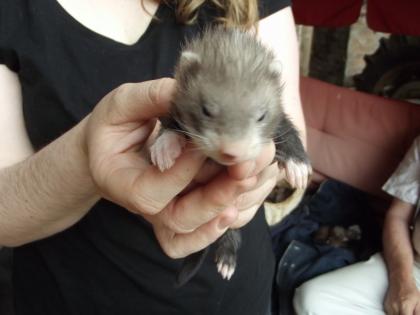 Habe ab dem 7.7.13 süße Frettchenwelpen abzugeben. 