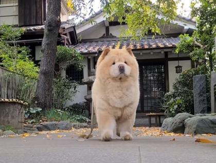 Süße gesunde Welpen