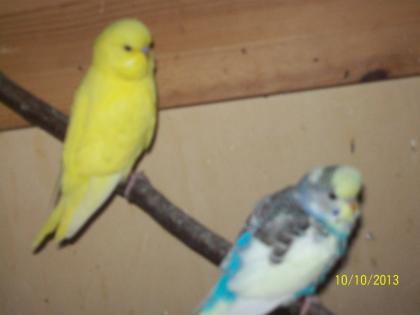 Verkaufe junge  Wellensittiche verschiedene Farben und neues Vogelzubehör