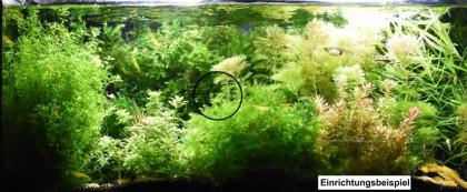 Wildendler, Guppy, reinerbig (Versand/ Abholung)